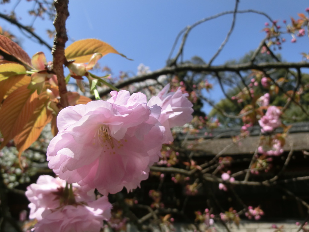 桜＠１８