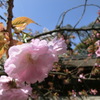 桜＠１８