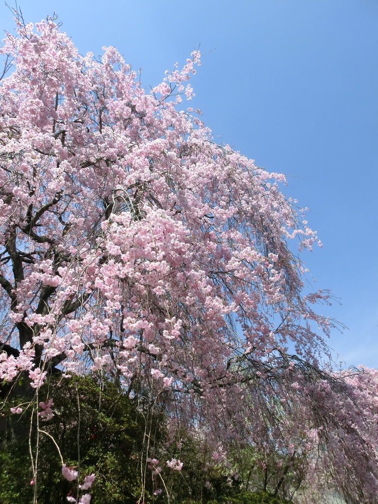 桜＠原谷苑１