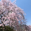 桜＠原谷苑１