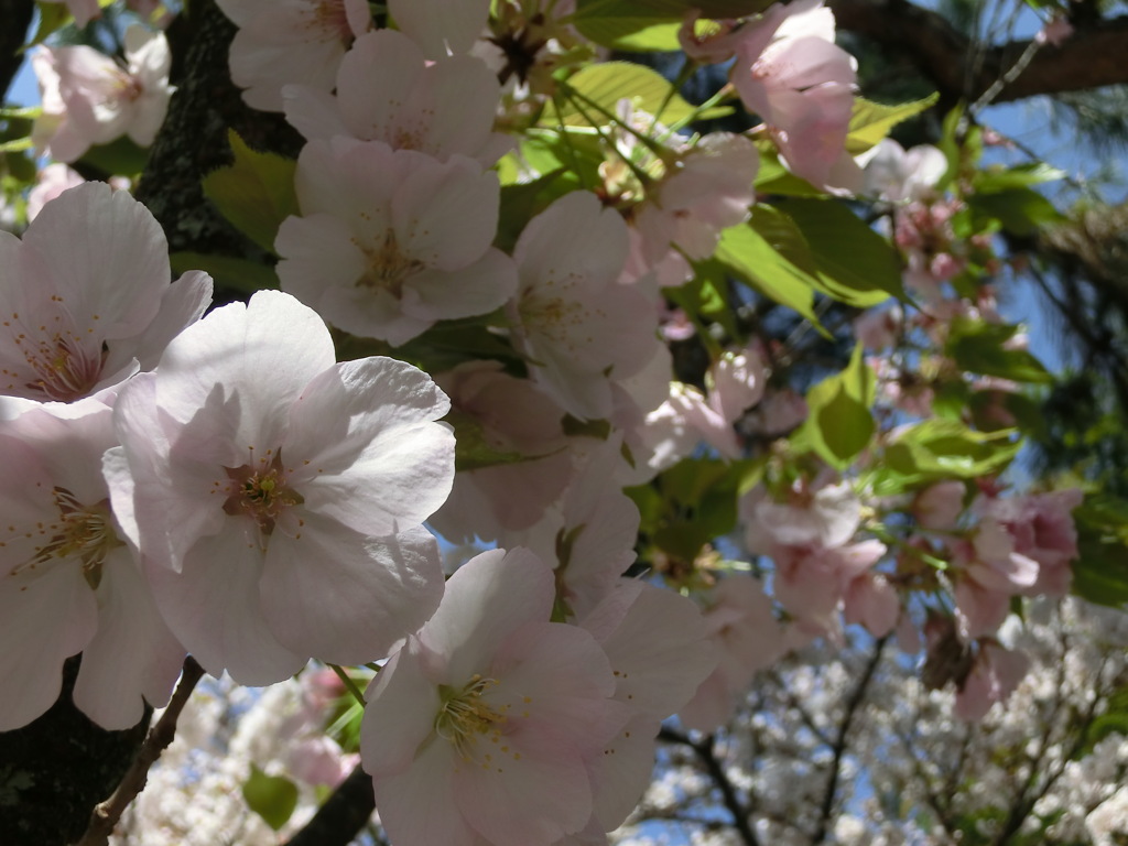 桜＠平野神社８