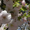 桜＠平野神社８