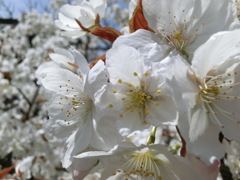 桜＠仁和寺３