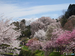 又兵衛桜　種々のさくら越しの遠景