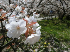桜＠仁和寺１９