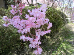 桜＠原谷苑２