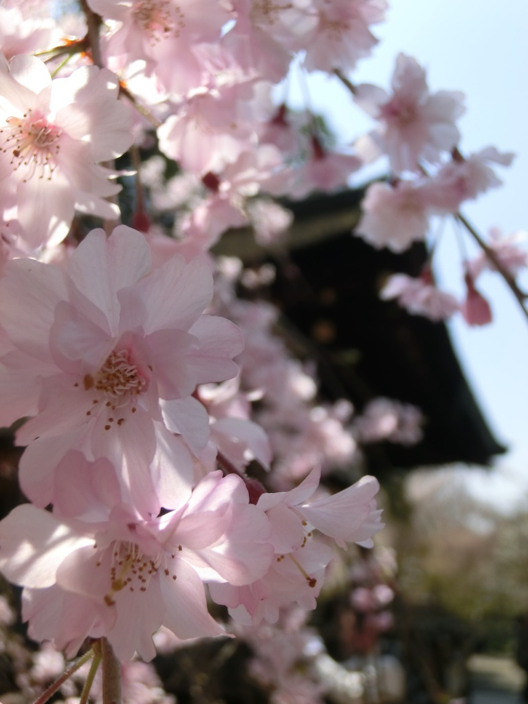 桜＠平野神社９