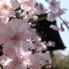 桜＠平野神社９