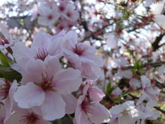 桜＠千本釈迦堂２