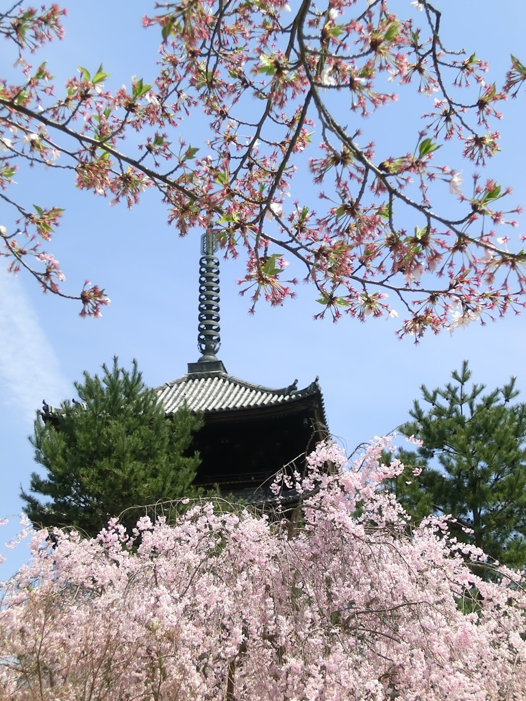 桜＠仁和寺２１