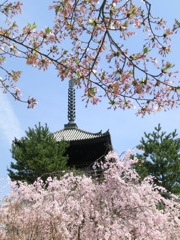 桜＠仁和寺２１