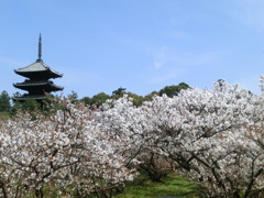 桜＠仁和寺１２