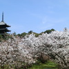 桜＠仁和寺１２