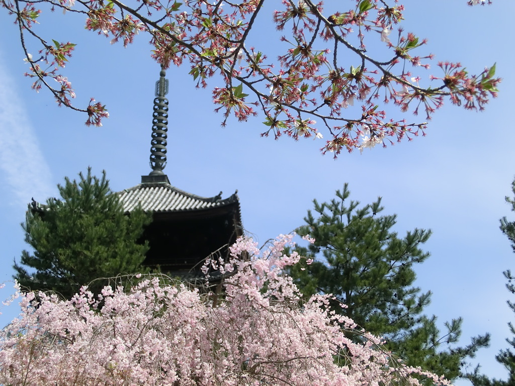 桜＠仁和寺２２