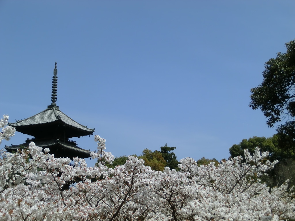 桜＠仁和寺８