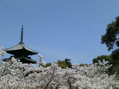 桜＠仁和寺８
