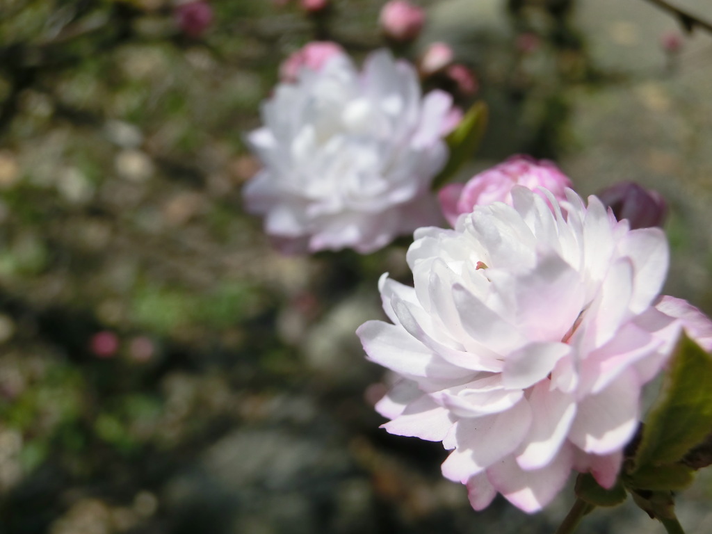 桜＠平野神社２０