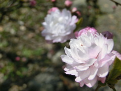 桜＠平野神社２０