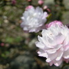 桜＠平野神社２０