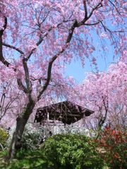桜＠原谷苑