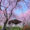桜＠原谷苑