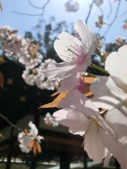 桜＠平野神社７