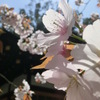 桜＠平野神社７