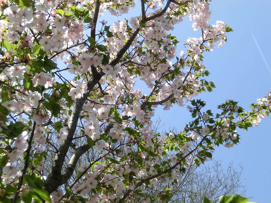 桜＠平野神社１６
