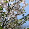 桜＠平野神社１６