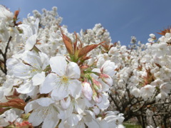 桜＠仁和寺６