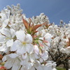 桜＠仁和寺６