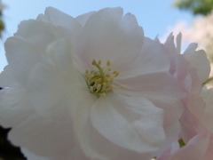 桜＠平野神社３