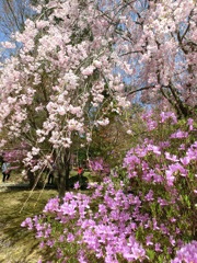 桜＠仁和寺１７
