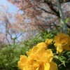 桜＠原谷苑７