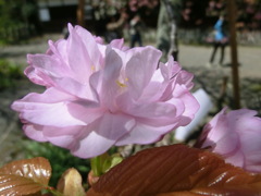 桜＠平野神社１７