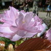 桜＠平野神社１７