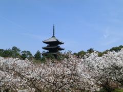 桜＠仁和寺１１