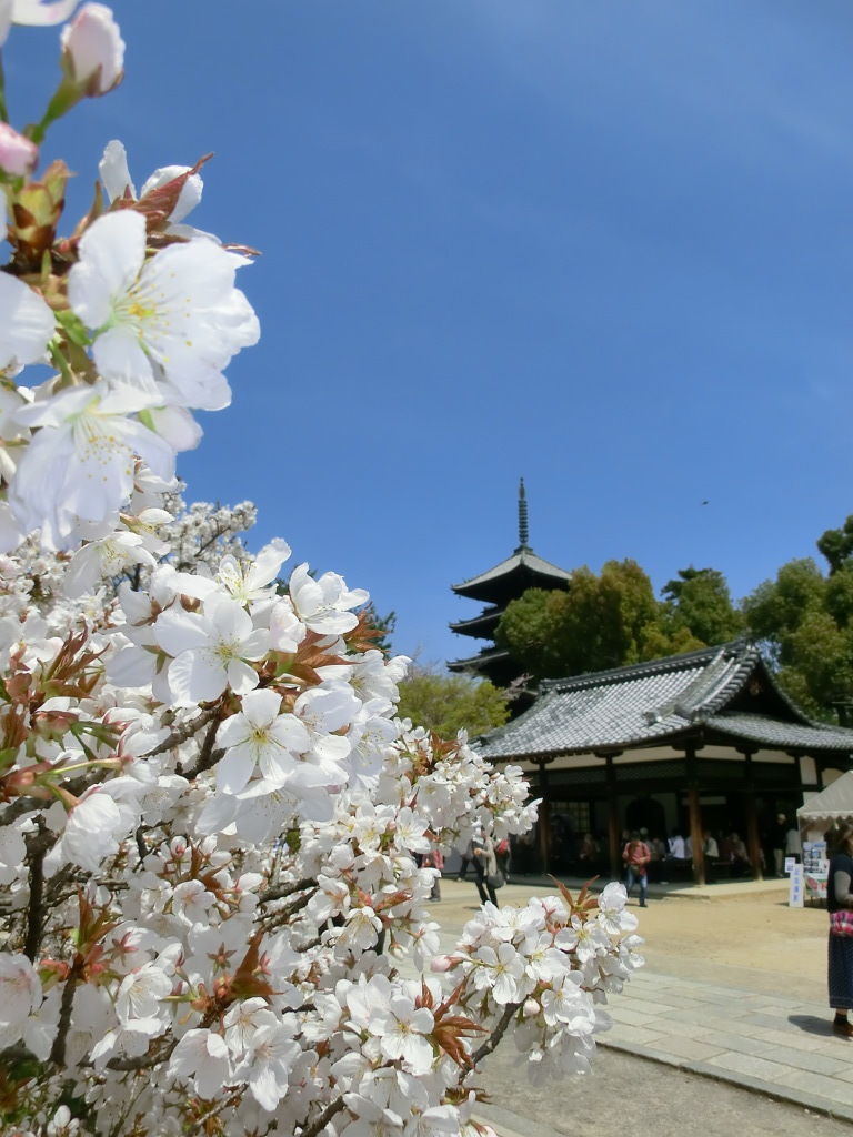 桜＠仁和寺７