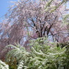 桜＠原谷苑４