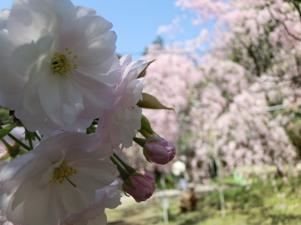 桜＠平野神社４