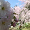桜＠平野神社４
