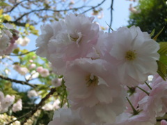 桜＠平野神社