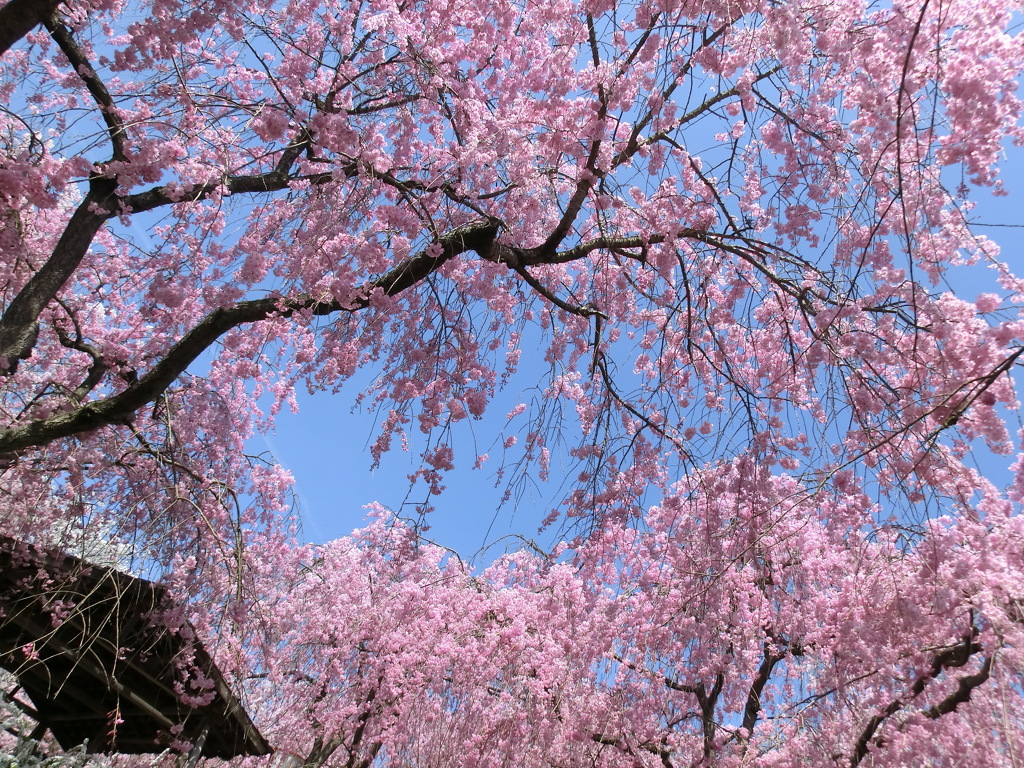 桜＠原谷苑