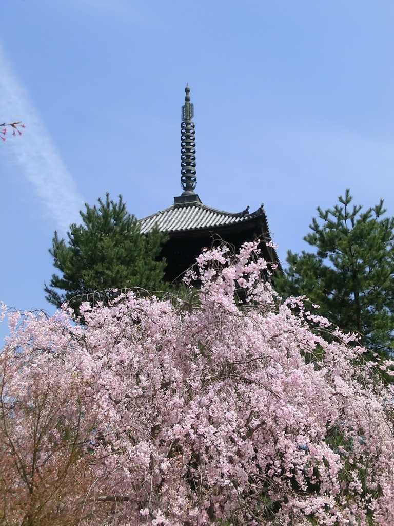 桜＠仁和寺２０