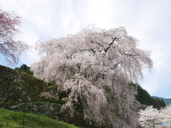又兵衛桜
