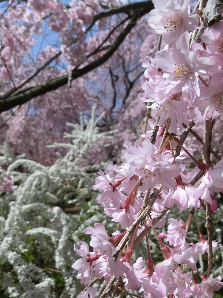 桜＠原谷苑