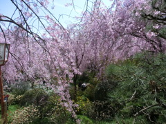 桜＠原谷苑