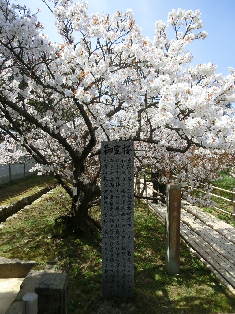 桜＠仁和寺４