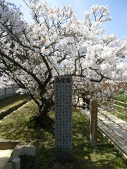 桜＠仁和寺４