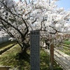桜＠仁和寺４